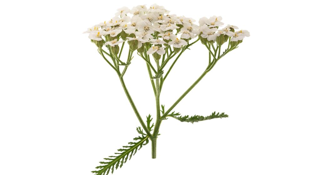 achillea come parte di Proctonic